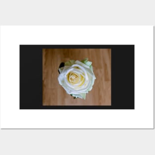 White rose on wooden background. Posters and Art